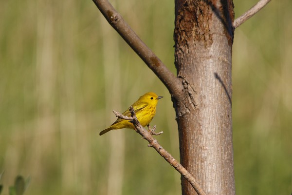 Yellow Warbler