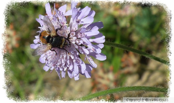 fleurs et bourdon