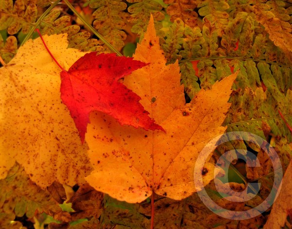 Layers of Fall!