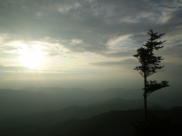 lonely tree