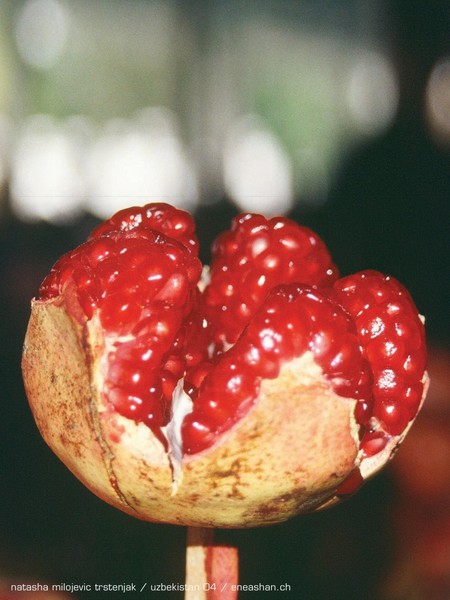 eves apple