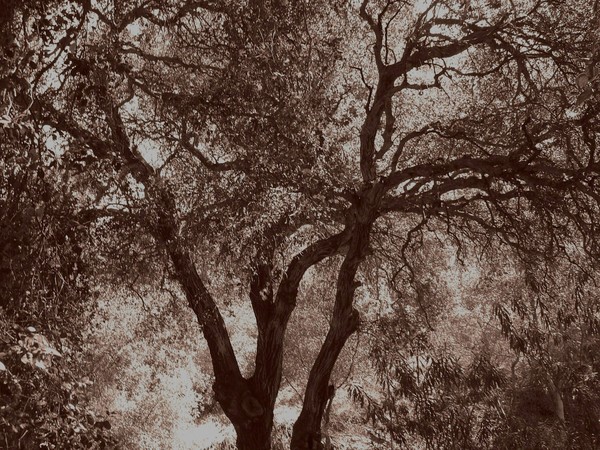 Southern Cal Forest
