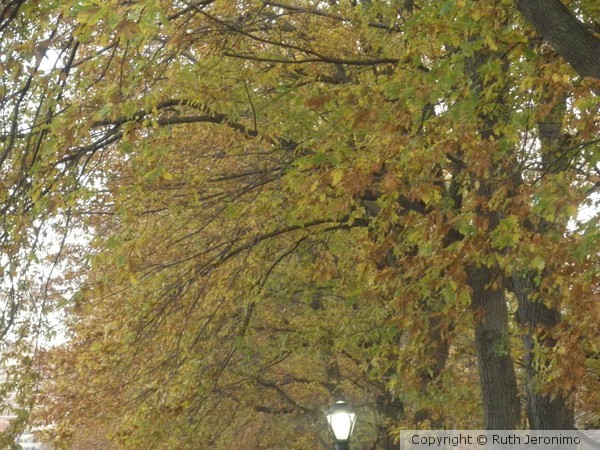 Autumn