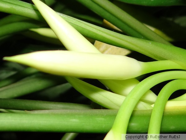 House Plant Flower