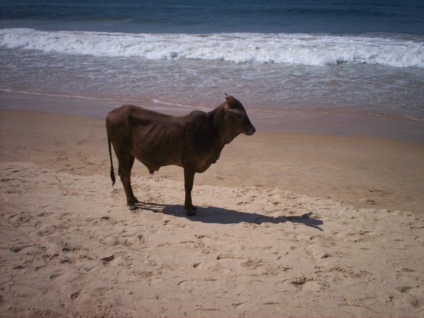 Sacred Sun Worshipper in Goa