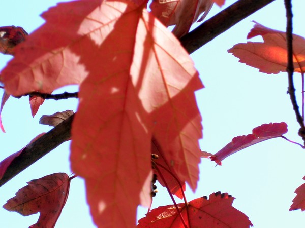 Orange Leaves