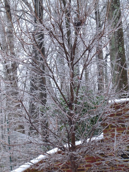 Icy Branches