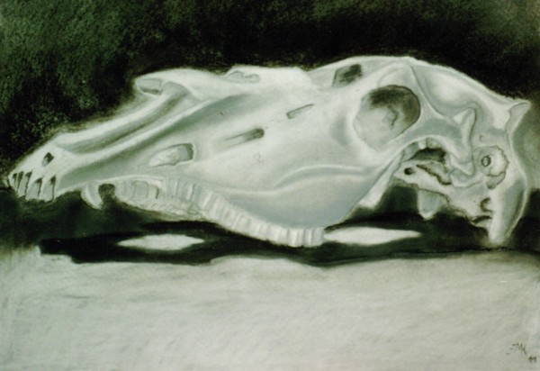 still life of cow skull 