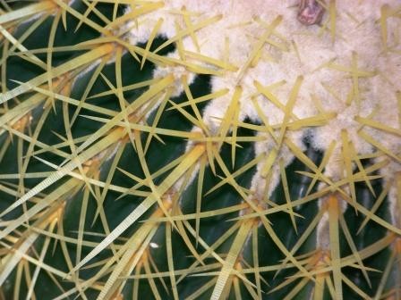 THORNY 