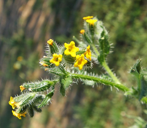Wild Flowers