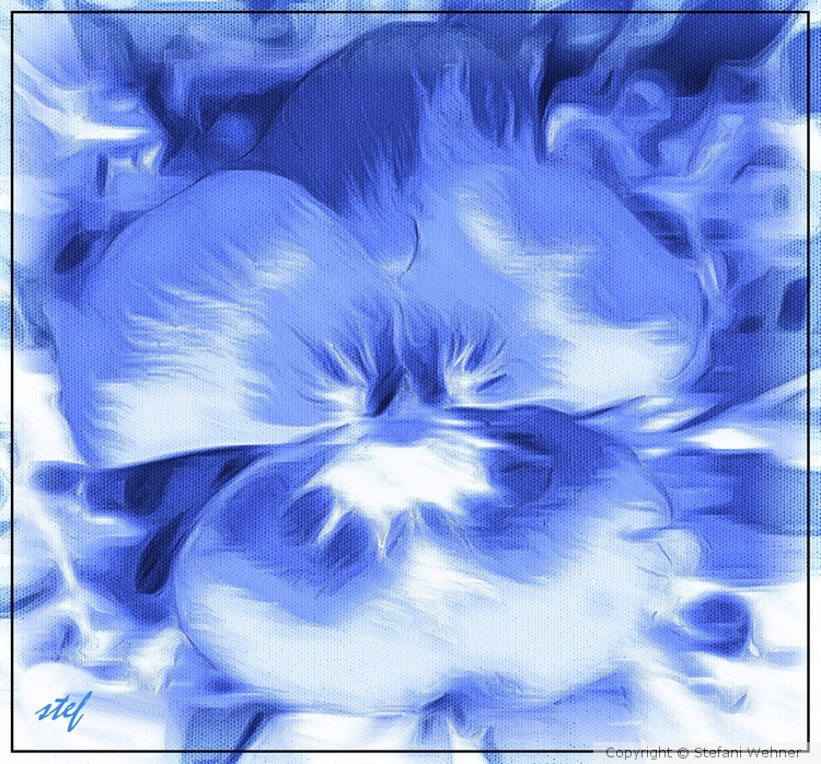 pansy in blue