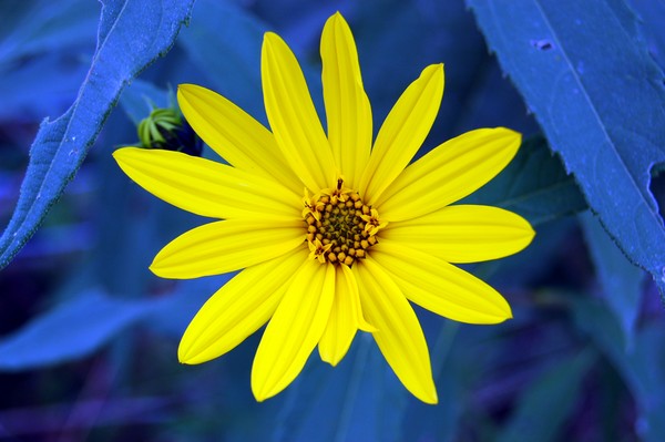 Beautiful Flower