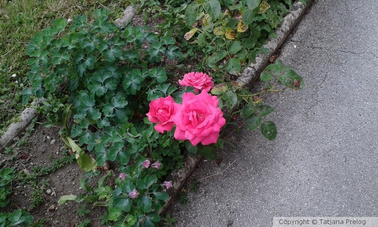Roses