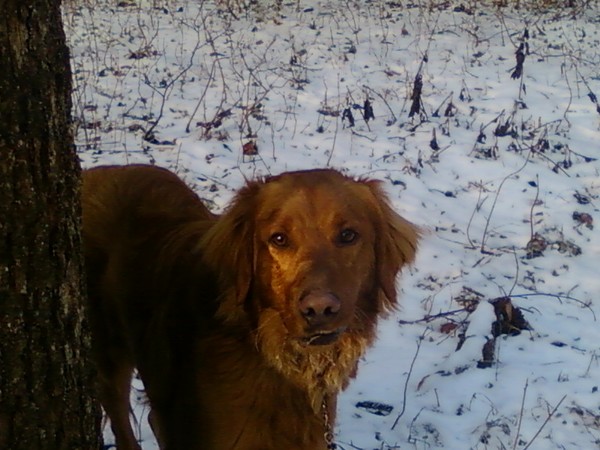 my brown wolf......