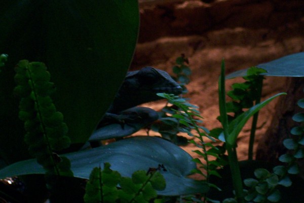 Lizard