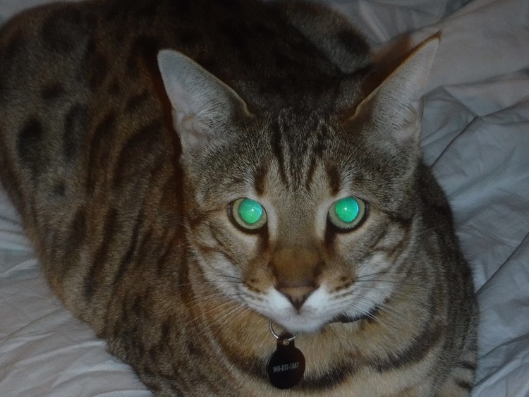 Green Eyes
