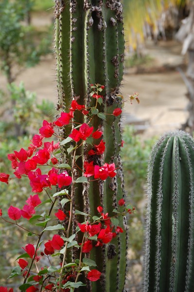 Natural Contrast: Color and Texture