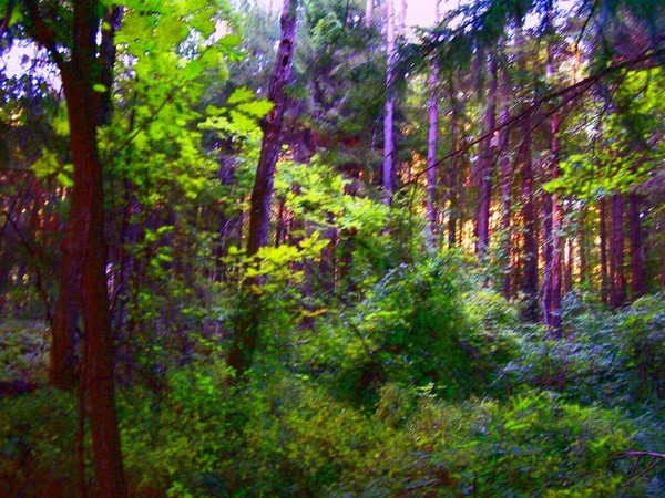 forest retreat