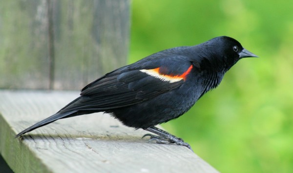 RED WINGED BLACK BIRD