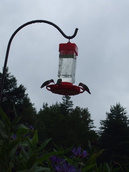 3 hungry hummers