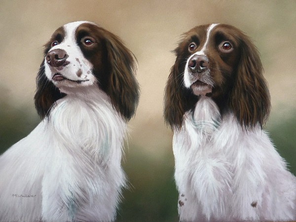 Springer Spaniels
