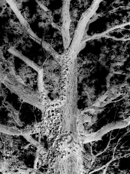 Ghost Tree