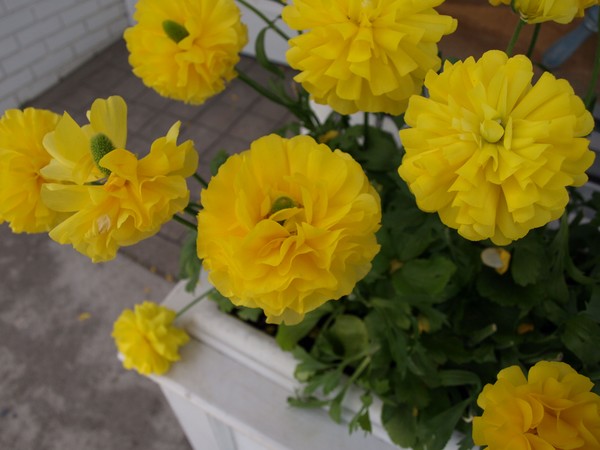 MELLOW YELLOW