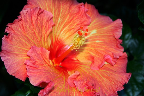 Orange Ruffled Hibiscus