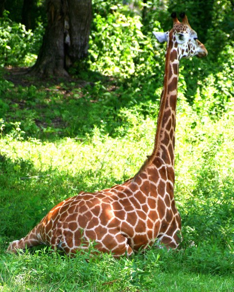 Rothschild's Giraffe