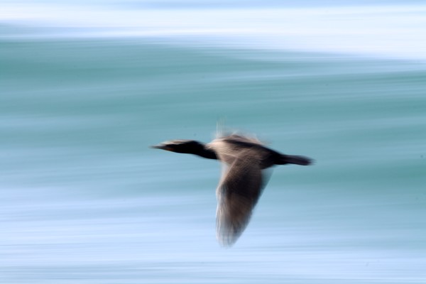 Cormorant