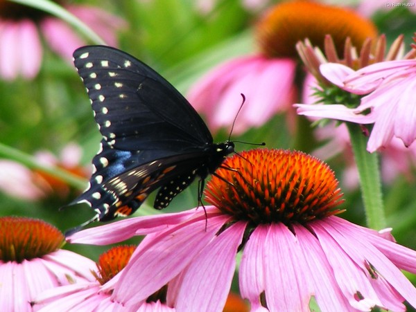 Flutterby