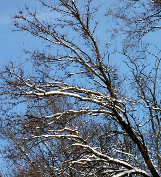 Winter park