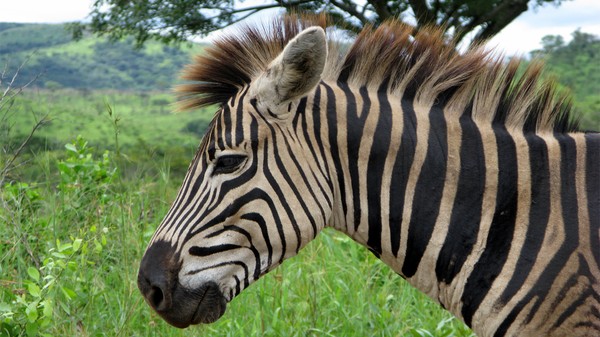 Donkey