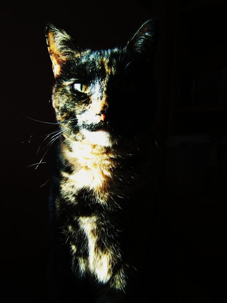 Goblin in shadows