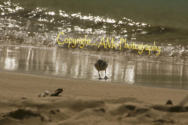 Caribbean Sand Piper at Sunset