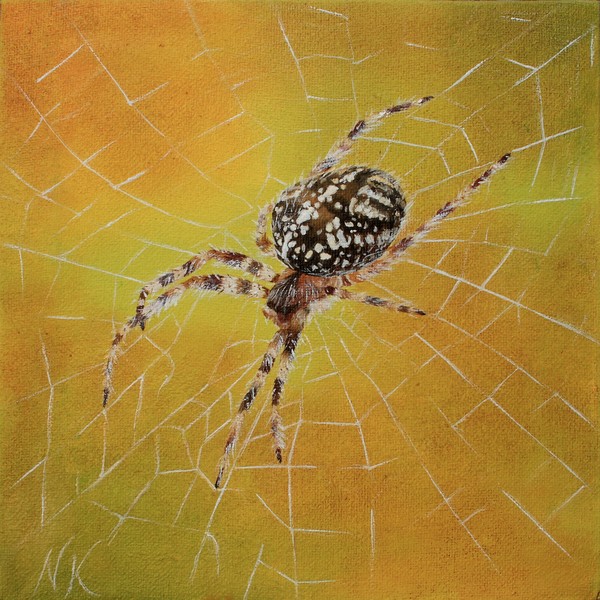Spider