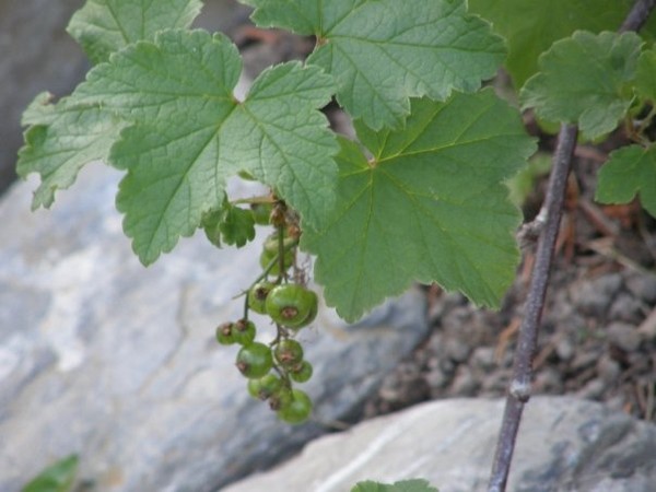 currants