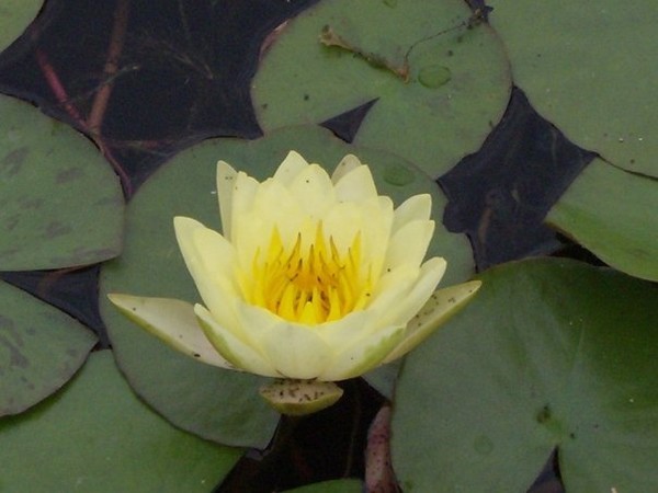 water lily