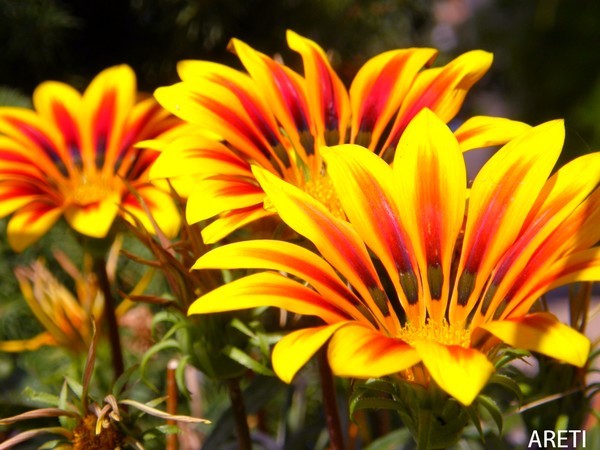 	 Flowers
