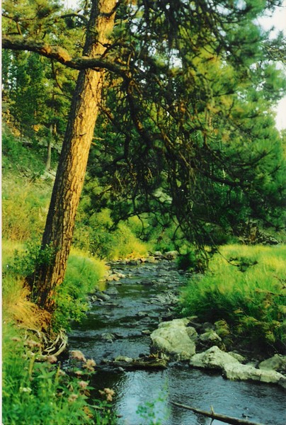 Custer State Park