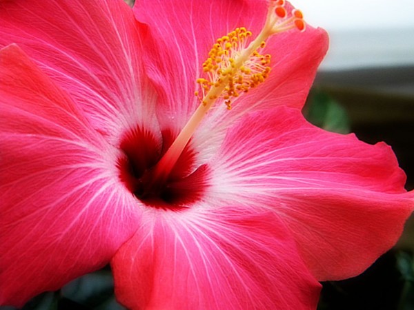 Red Hibiscus