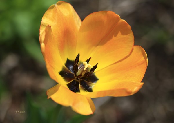 Golden Tulip Petals