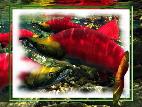 SOCKEYE SALMON