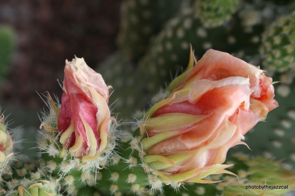 cactus buds