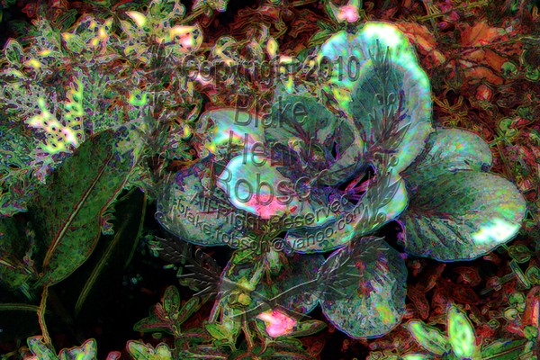 Cabbage And Flowers Art
