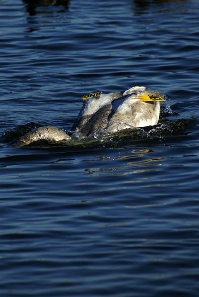 Taking A Dip