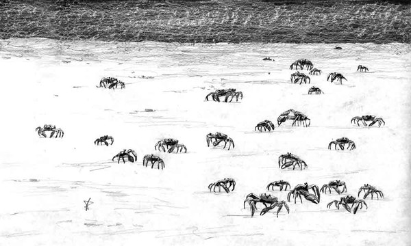 moon crab