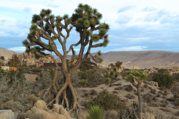 Yucca Valley Image 12