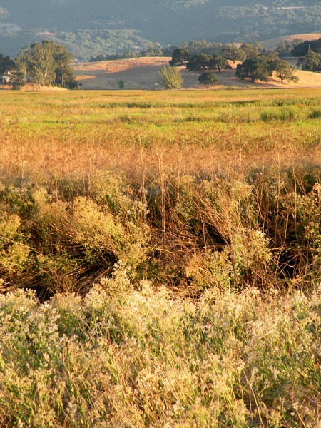 Ellis Creek Landscape 2