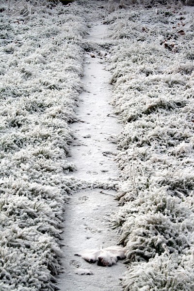 Snowy Path